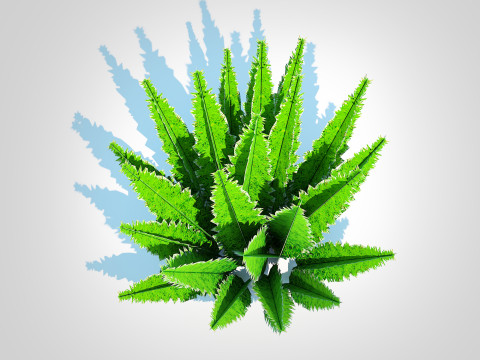 Asparagus densiflorus 3D 模型