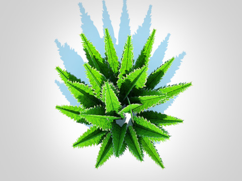 Asparagus densiflorus 3D 模型