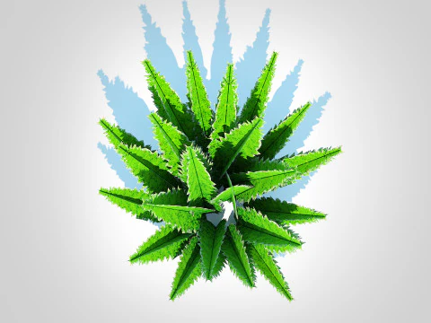Asparagus densiflorus 3D Model