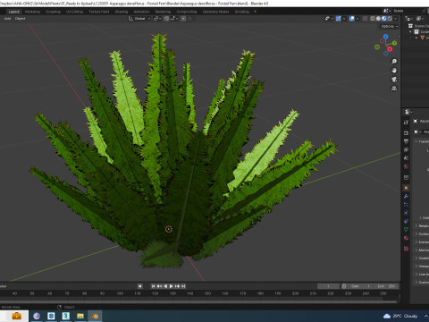 Asparagus densiflorus 3D 模型