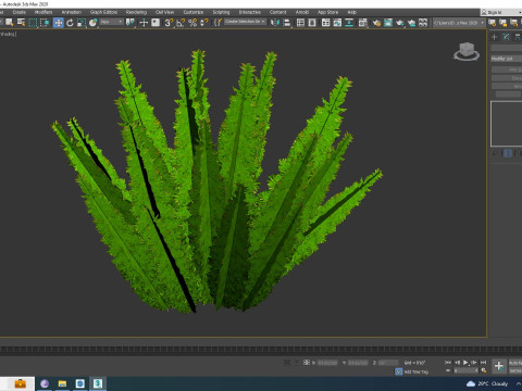 Asparagus densiflorus 3D 模型