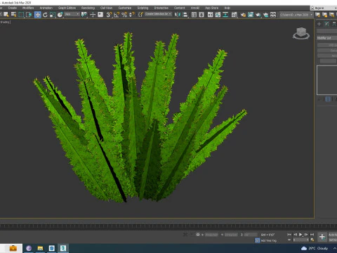 Asparagus densiflorus 3D Model