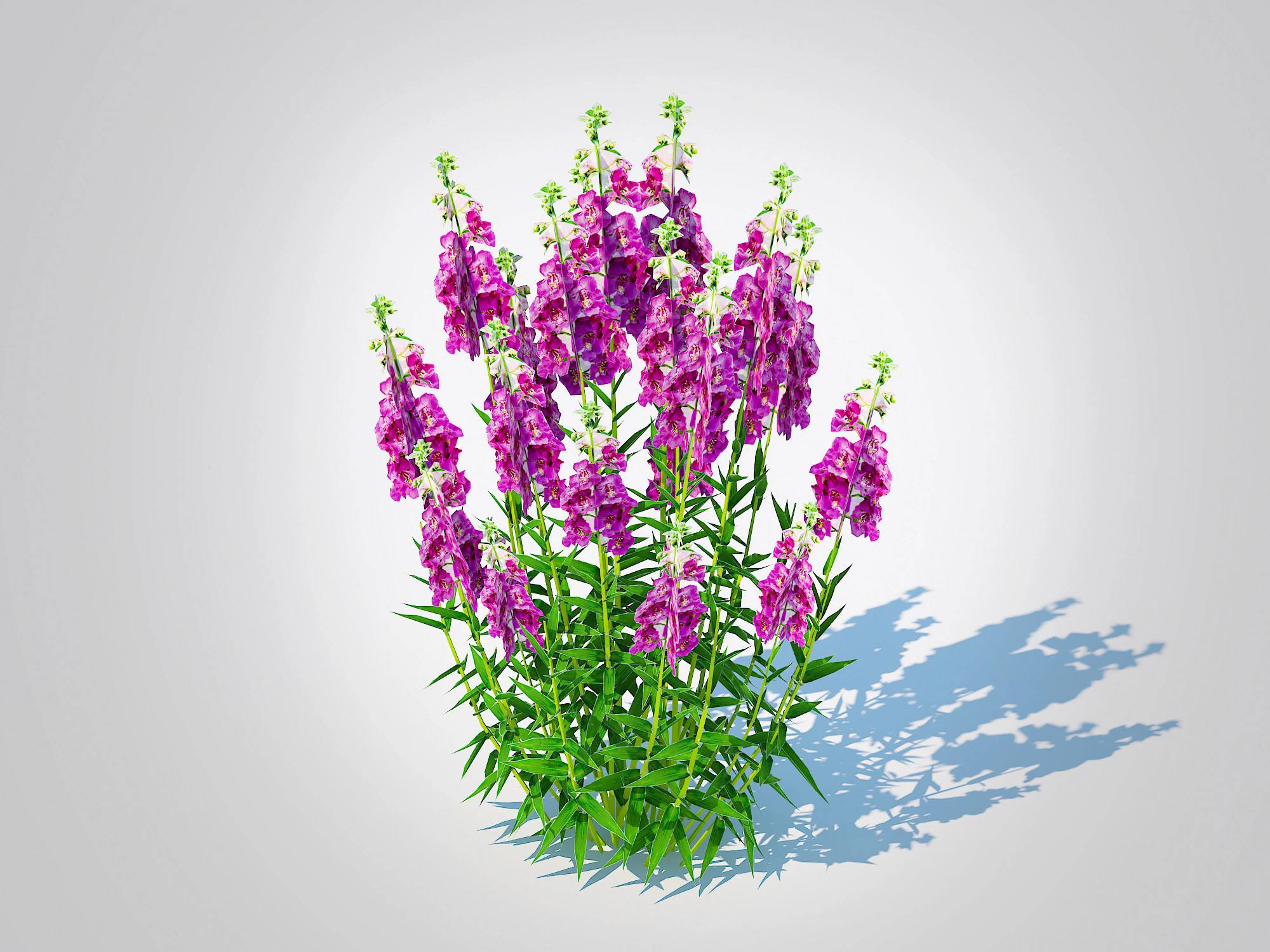 Angelonia angustifolia - Anglemist Orchid 3D Model .c4d .max .obj .3ds .fbx .stl .blend