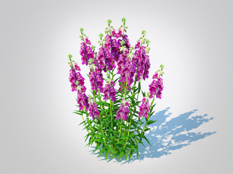 Angelonia angustifolia - Anglemist Orchid 3D Model
