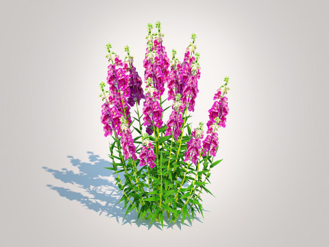 Angelonia angustifolia - Anglemist Orchid 3D Model