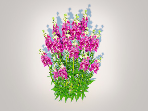Angelonia angustifolia - Anglemist Orchid 3D Model