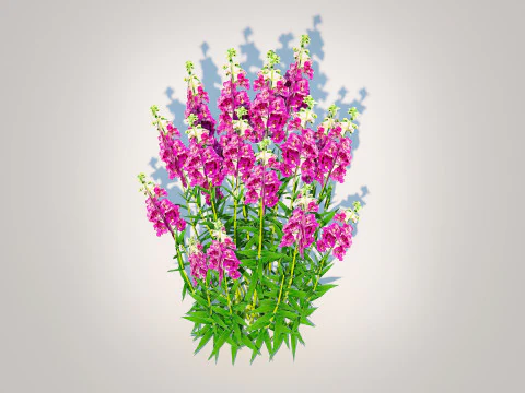 Angelonia angustifolia - Anglemist Orchid 3D Model