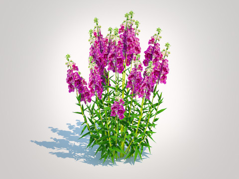 Angelonia angustifolia - Anglemist Orchid 3D Model