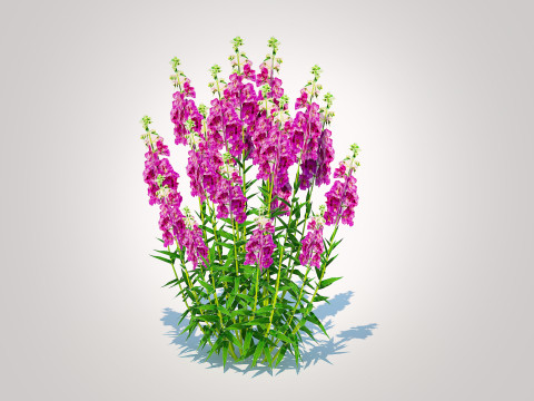 Angelonia angustifolia - Anglemist Orchid 3D Model