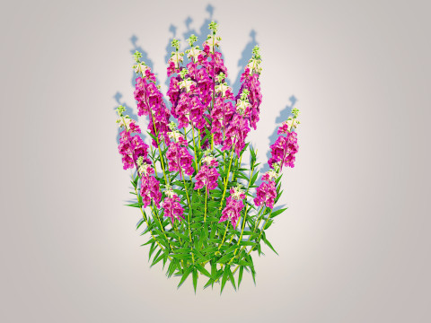 Angelonia angustifolia - Anglemist Orchid 3D Model