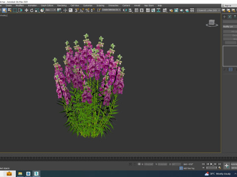 Angelonia angustifolia - Anglemist Orchid 3D Model