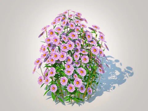 Aster novae-angliae - New England Aster - mauve 3D Model