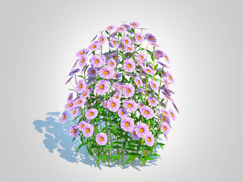 Aster novae-angliae - New England Aster - mauve 3D Model