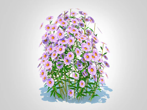 Aster novae-angliae - New England Aster - mauve 3D Model