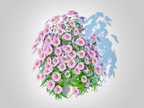 Aster novae-angliae - New England Aster - mauve 3D Model
