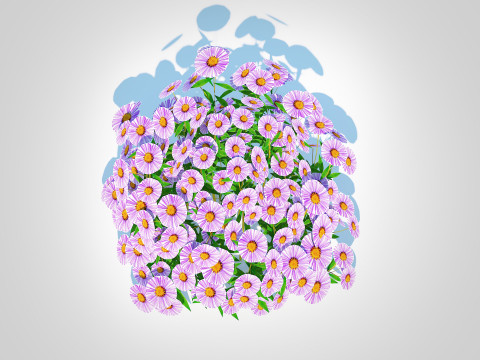 Aster novae-angliae - New England Aster - mauve 3Dモデル