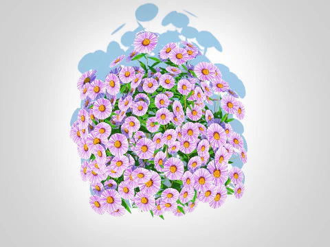 Aster novae-angliae - New England Aster - mauve 3D Model