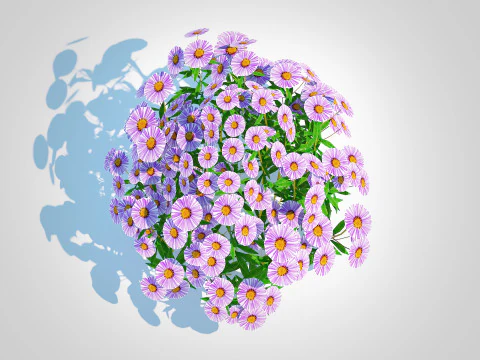Aster novae-angliae - New England Aster - mauve 3D Model