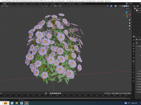 Aster novae-angliae - New England Aster - mauve 3Dモデル