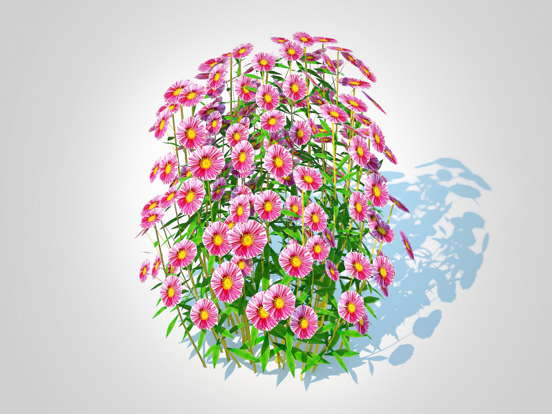 Aster novae-angliae - New England Aster - pink 3D-Modell .c4d .max .obj .3ds .fbx .stl .blend