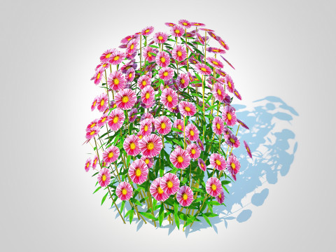 Aster novae-angliae - New England Aster - pink 3Dモデル