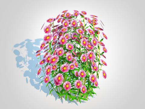 Aster novae-angliae - New England Aster - pink 3D-Modell