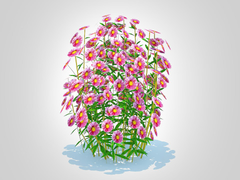 Aster novae-angliae - New England Aster - pink 3D-Modell