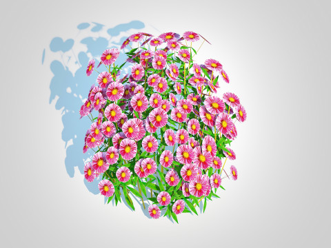 Aster novae-angliae - New England Aster - pink 3D-Modell