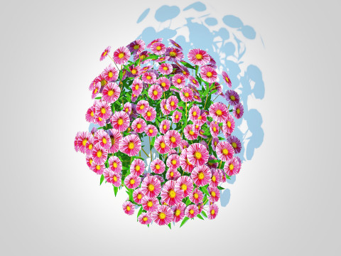 Aster novae-angliae - New England Aster - pink 3D-Modell