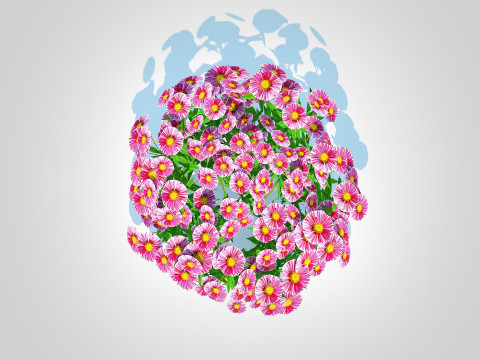 Aster novae-angliae - New England Aster - pink 3D-Modell