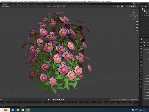 Aster novae-angliae - New England Aster - pink 3D-Modell