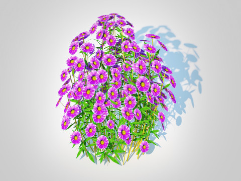 Aster novae-angliae - New England Aster - purple 3Dモデル