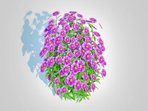 Aster novae-angliae - New England Aster - purple 3D Model