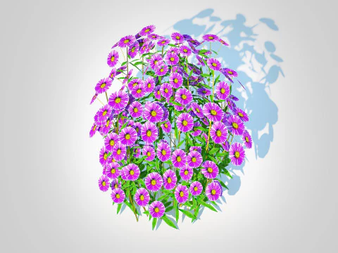 Aster novae-angliae - New England Aster - purple 3D Model