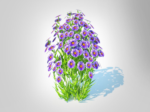 Aster novi-belgii - Dawrf Aster - blue 3D Model