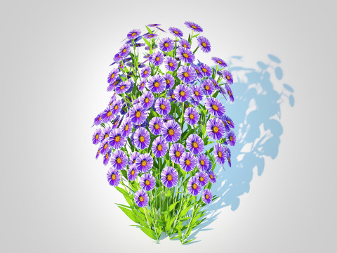 Aster novi-belgii - Dawrf Aster - blue 3Dモデル