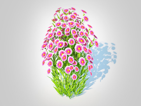 Aster novi-belgii - Dawrf Aster - pink 3D Model