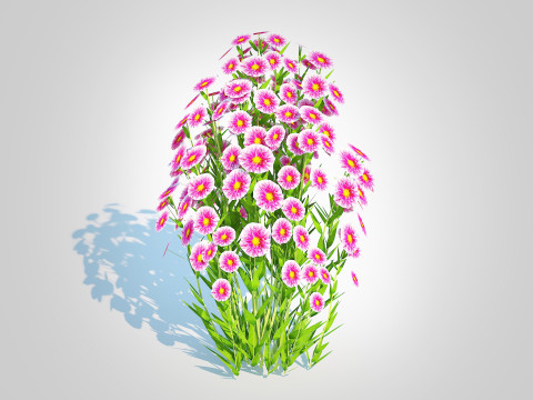 Aster novi-belgii - Dawrf Aster - pink Modèle 3D