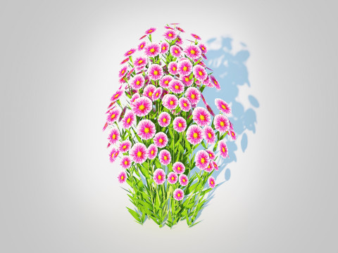 Aster novi-belgii - Dawrf Aster - pink Modèle 3D