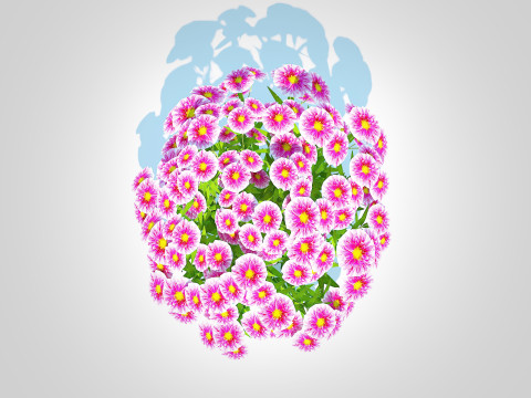 Aster novi-belgii - Dawrf Aster - pink Modèle 3D
