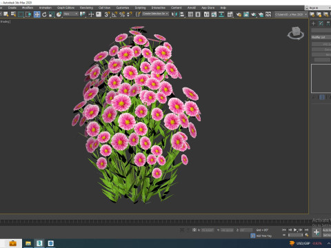Aster novi-belgii - Dawrf Aster - pink Modèle 3D