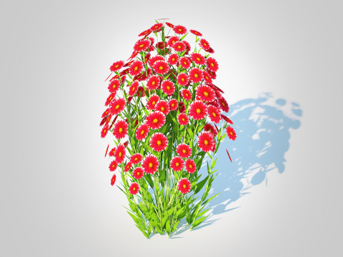 Aster novi-belgii - Dawrf Aster - red 3Dモデル