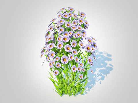 Aster novi-belgii - New York Aster - Blue 3D Model