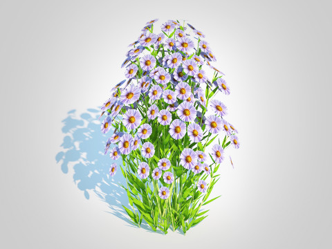 Aster novi-belgii - New York Aster - Blue 3Dモデル