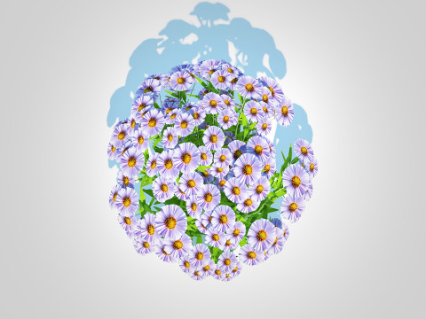 Aster novi-belgii - New York Aster - Blue 3Dモデル