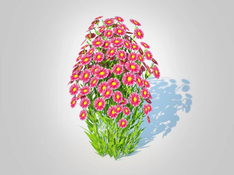 Aster novi-belgii - Aster nowojorski - Czerwony Model 3D