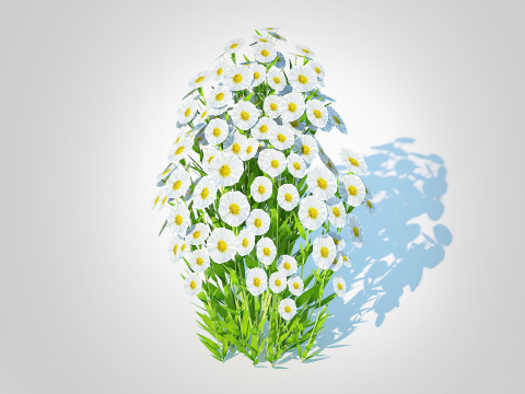 Aster novi-belgii - New York Aster - white 3D Model