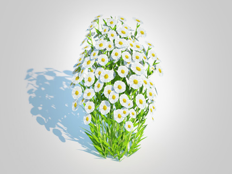 Aster novi-belgii - New York Aster - white 3D Model