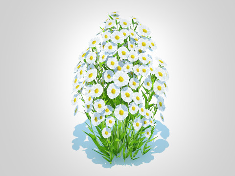 Aster novi-belgii - New York Aster - white 3D Model
