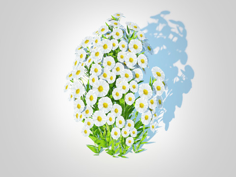 Aster novi-belgii - New York Aster - white 3D Model